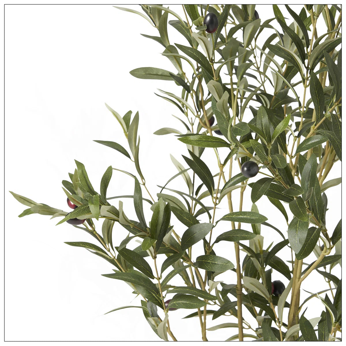 5' OLIVE TREE $199 EACH