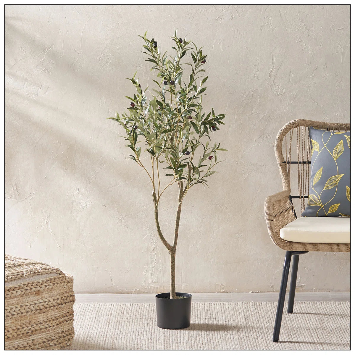5' OLIVE TREE $199 EACH