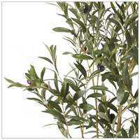 5' OLIVE TREE $199 EACH